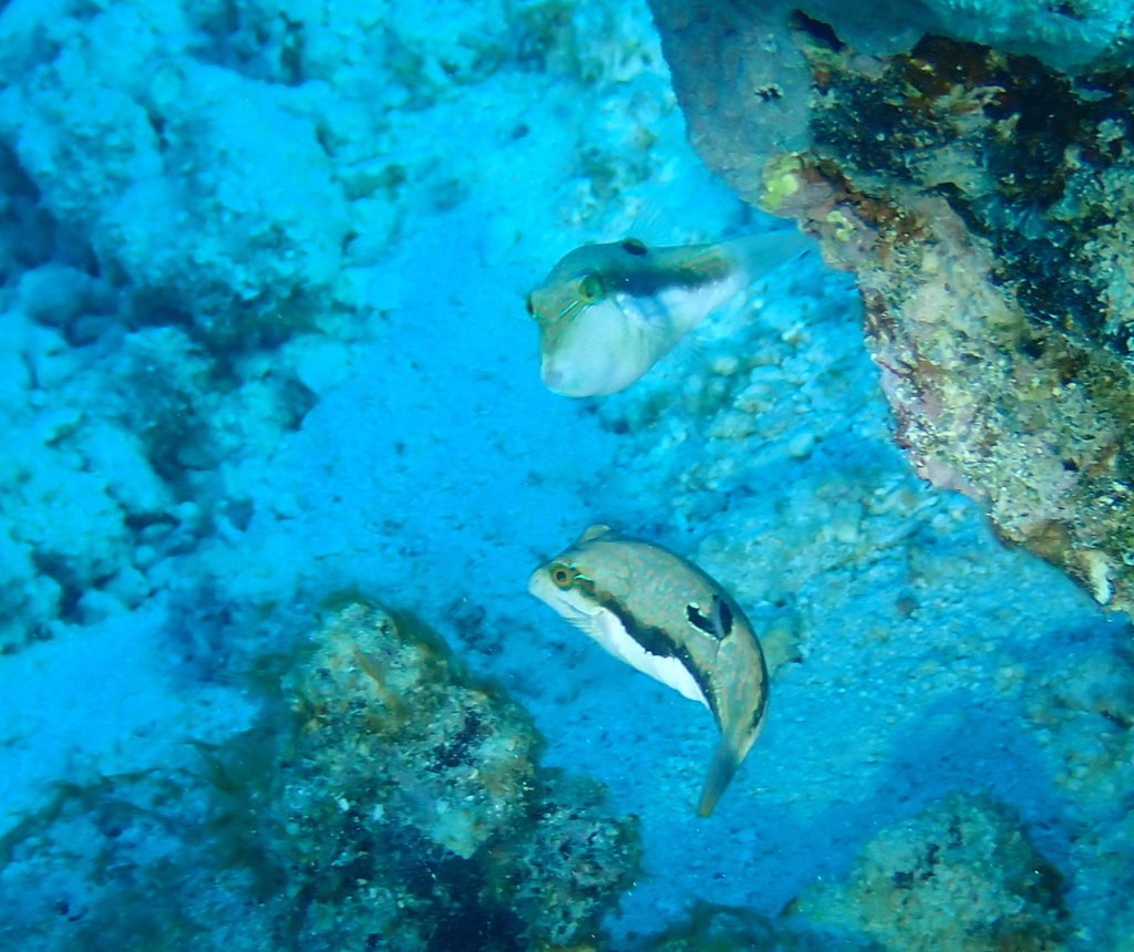 Bennett's sharpnose puffer