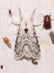 Apotolype brevicrista