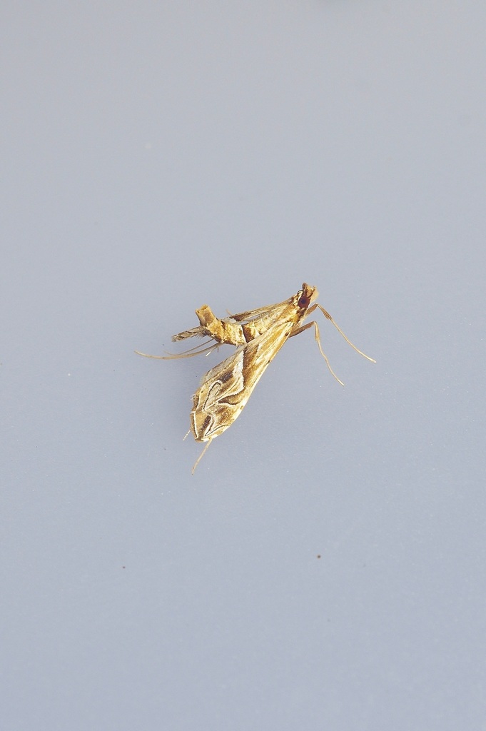 Eastern Lineodes Moth