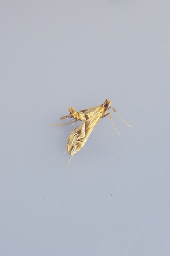 Eastern Lineodes Moth
