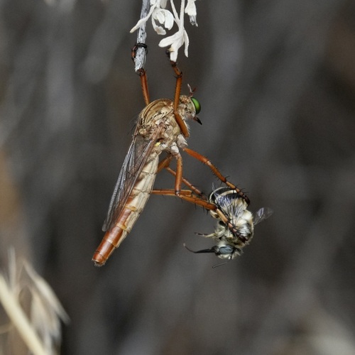 Unknown species found near Power County, ID, USA