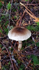 Rhodocollybia oregonensis