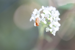 Copestylum sexmaculatum