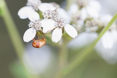 Copestylum sexmaculatum