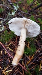 Rhodocollybia oregonensis