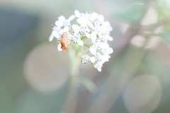 Copestylum sexmaculatum