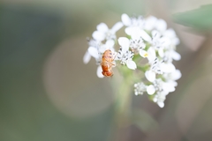 Copestylum sexmaculatum