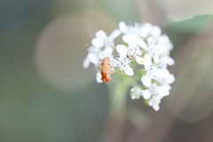 Copestylum sexmaculatum