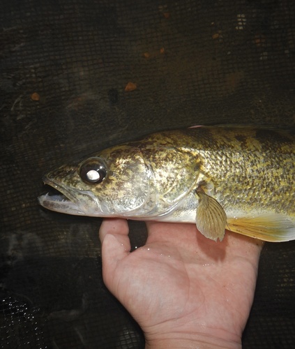 Walleye, photo 4 of 10