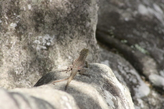 Stenocercus crassicaudatus