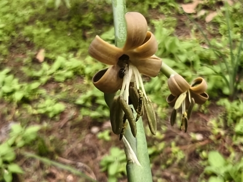 Agave singuliflora