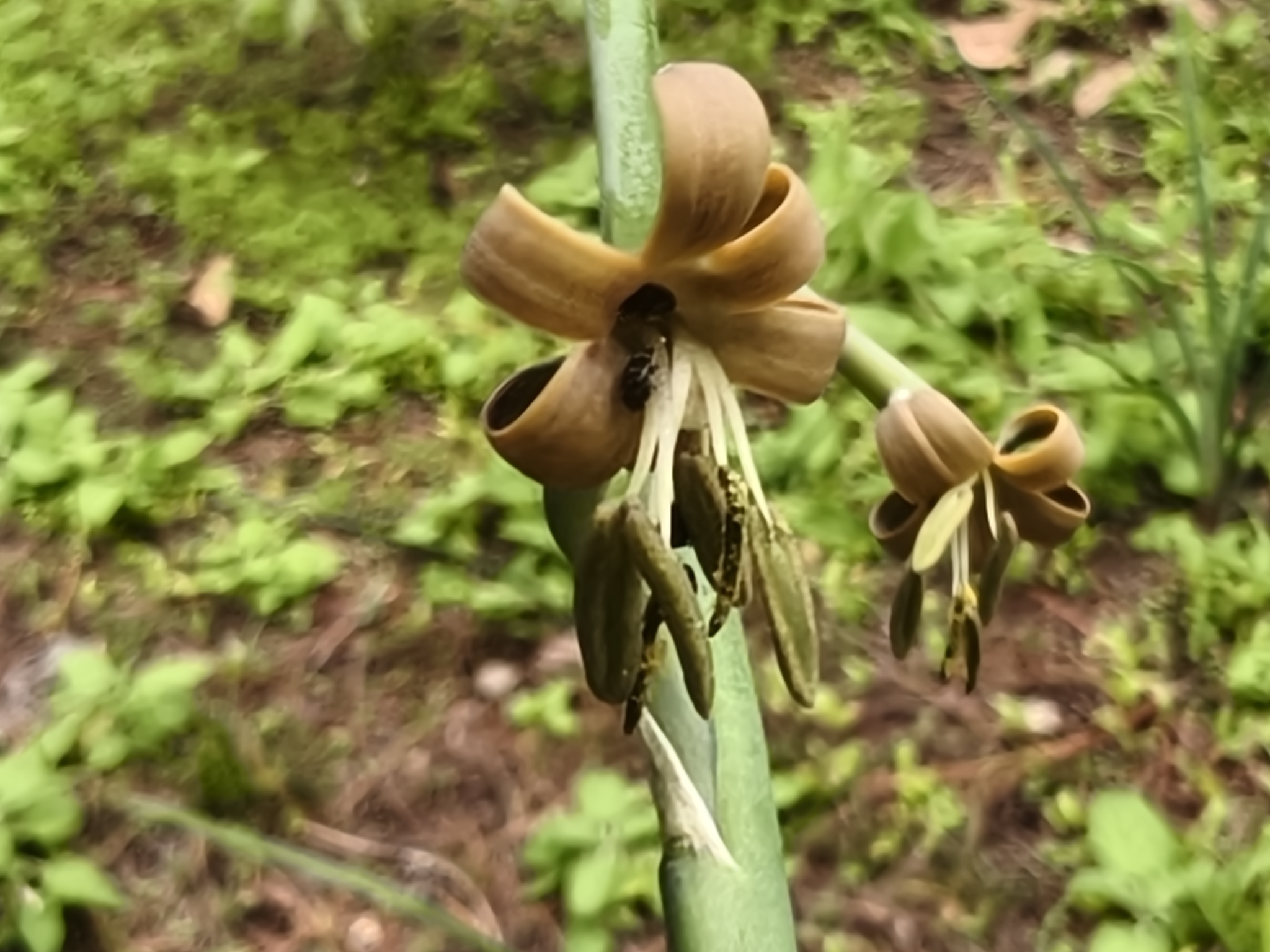 Agave singuliflora