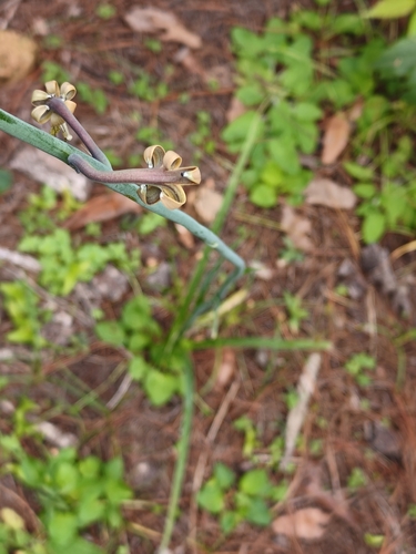 Agave singuliflora