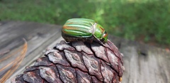Chrysina