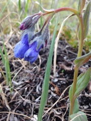 Mertensia paniculata paniculata