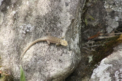 Stenocercus crassicaudatus
