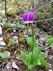 Primula frigida