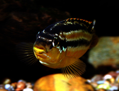 Golden Mbuna photo 4