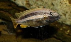 Golden Mbuna photo 3
