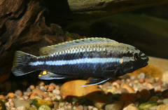 Golden Mbuna photo 5