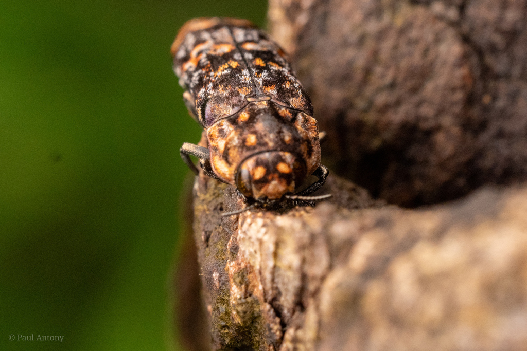 Mundaria