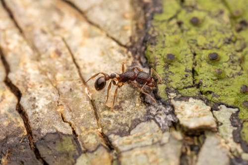 Tetramorium keralenseTetramorium keralense
