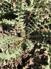 Cirsium fontinale obispoense