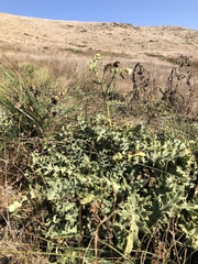 Cirsium fontinale obispoense