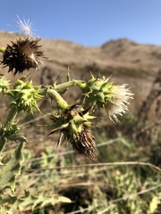 Cirsium fontinale obispoense
