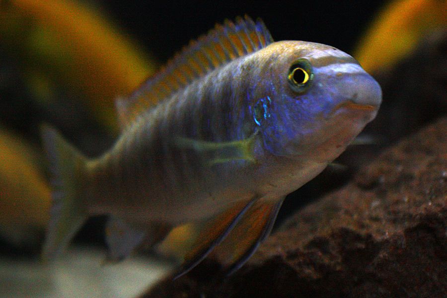 Scrapermouth Mbuna