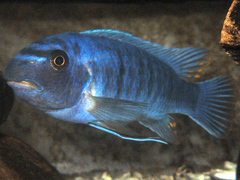 Scrapermouth Mbuna photo 3
