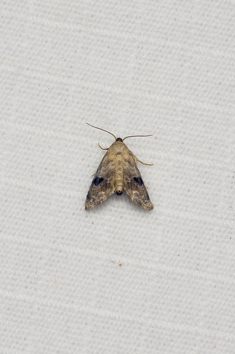Abablemma duomaculata photo 4