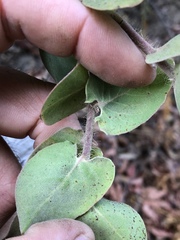 Arctostaphylos pechoensis
