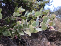 Arctostaphylos pechoensis