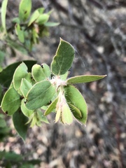 Arctostaphylos pechoensis