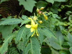 Impatiens drepanophora