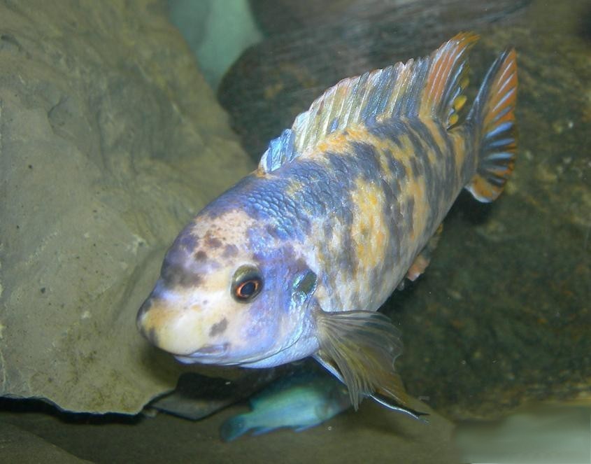 Blue Mbuna