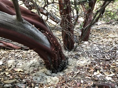 Arctostaphylos pechoensis