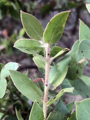Arctostaphylos pechoensis
