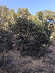 Arctostaphylos pechoensis
