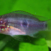 Rubricatochromis stellifer - Photo (c) Brian Sidlauskas, osa oikeuksista pidätetään (CC BY-NC-SA)