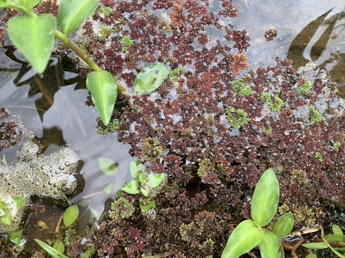 Azolla, 2025-08-16