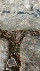 Anura