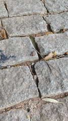Anura