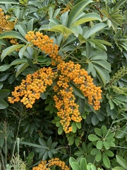 Schefflera