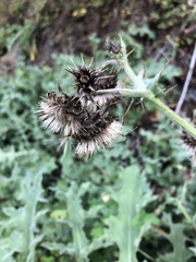 Cirsium fontinale obispoense