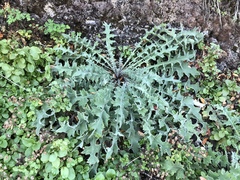 Cirsium fontinale obispoense