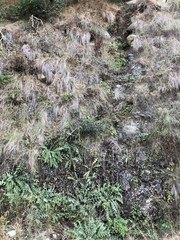 Cirsium fontinale obispoense