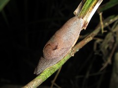 Parmacochlea balios