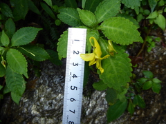 Impatiens drepanophora